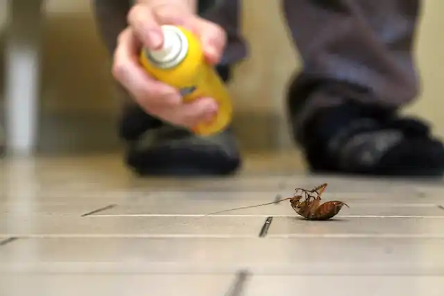ongediertebestrijding Schoonrewoerd